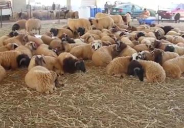 ZZZ-2-360x250.jpg